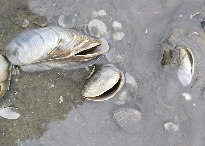 Ferienwohnung-treeneblick شقة Schwabstedt